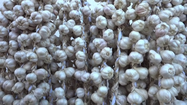 Guvernul acordă ajutor pentru cultivarea usturoiului și în 2022. Suma alocată va fi majorată