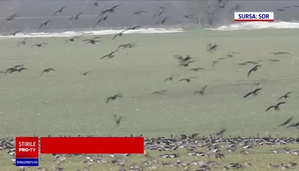 Gâscă protejată de lege, ucisă de braconieri. Ce au mai găsit din ea, după semnalul GPS