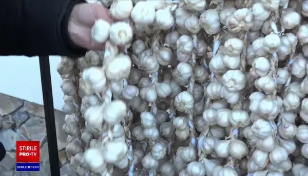 Guvernul acordă ajutor pentru cultivarea usturoiului și în 2022. Suma alocată va fi majorată