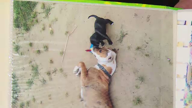 Un bărbat din Galați a primit pedeapsă maximă pentru că a omorât câinele unui vecin