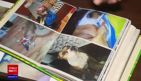 Un bărbat din Galați a primit pedeapsă maximă pentru că a omorât câinele unui vecin