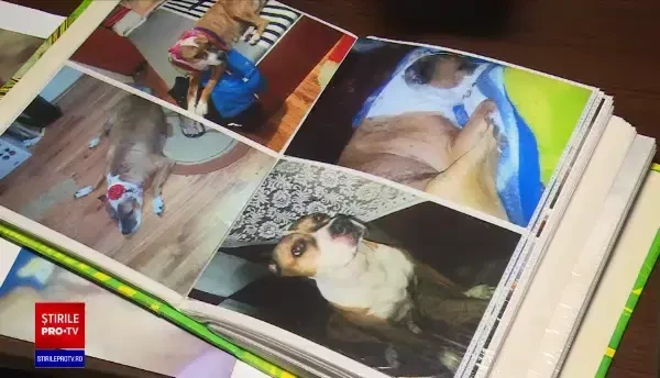 Un bărbat din Galați a primit pedeapsă maximă pentru că a omorât câinele unui vecin