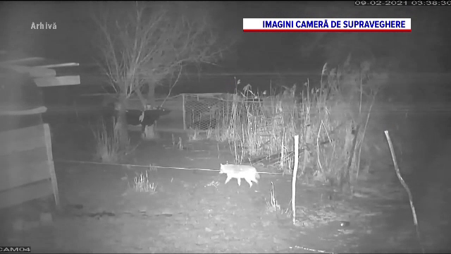 Localnicii din Deltă, ”terorizați” de șacalii care le mănâncă animalele din gospodării: ”Se pare că muncim să-i hrănim pe ei”