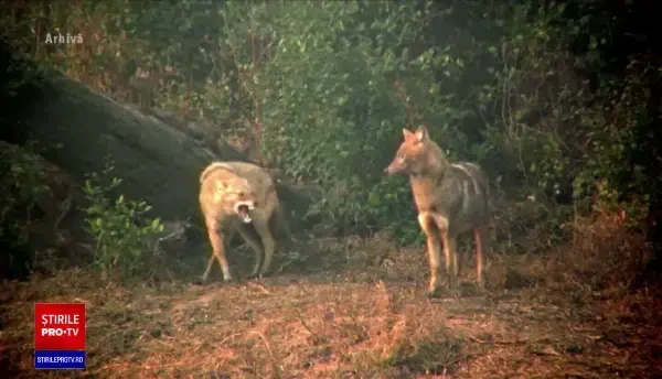 Localnicii din Deltă, ”terorizați” de șacalii care le mănâncă animalele din gospodării: ”Se pare că muncim să-i hrănim pe ei”