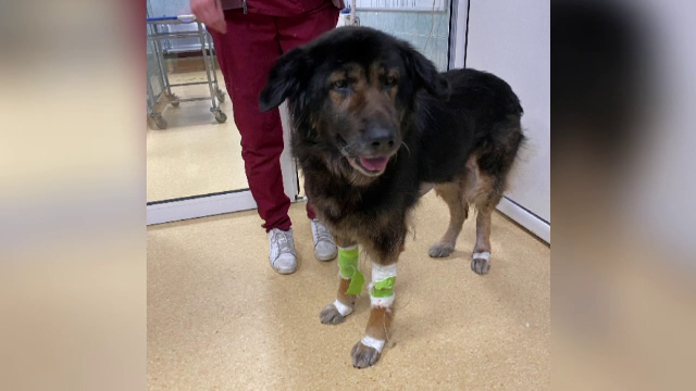 Premieră în medicina veterinară din România. Medicii au extirpat o tumoră de 13 kilograme de la o cățelușă