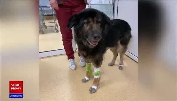 Premieră în medicina veterinară din România. Medicii au extirpat o tumoră de 13 kilograme de la o cățelușă