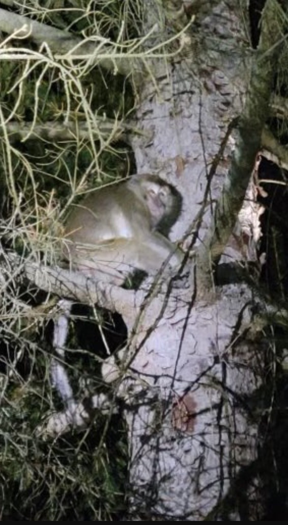 Mobilizare impresionantă de forțe pentru găsirea unor maimuțe. Au scapat dintr-un camion care le transporta spre un laborator