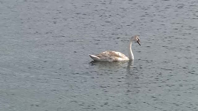 Priveliște de vis pe râul Olt, la intrarea în Slatina. Sute de lebede pot fi admirate