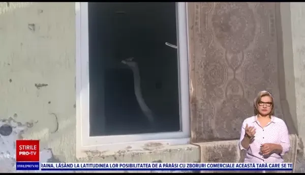 Un bărbat din Drobeta-Turnu Severin a fost amendat pentru că ținea un struț în casă