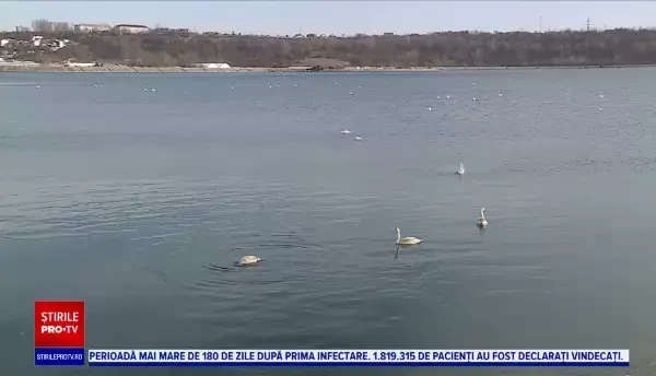 Priveliște de vis pe râul Olt, la intrarea în Slatina. Sute de lebede pot fi admirate