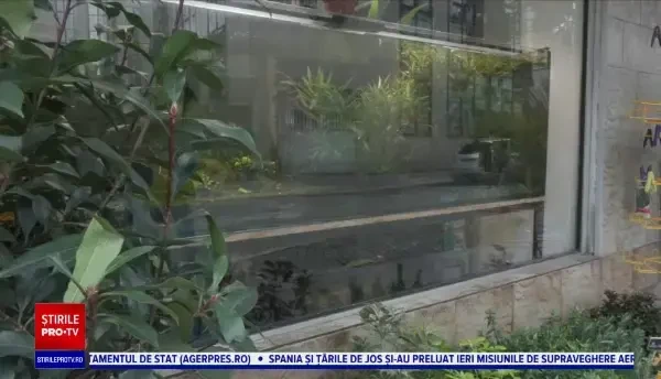 Ce acvariu pentru pești trebuie să cumperi. Unele sunt nocive și le pot duce la moartea