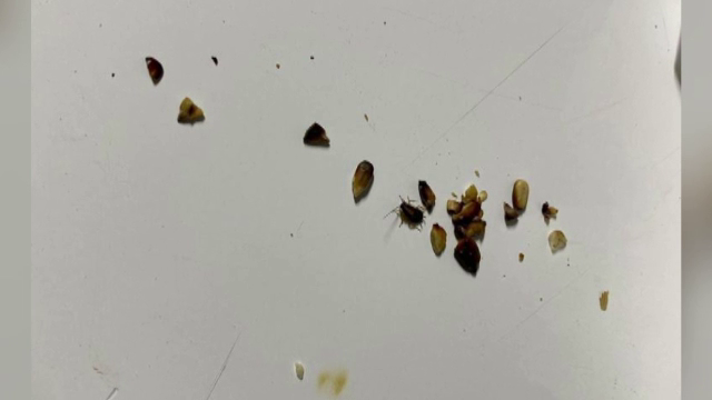 Gândaci și alimente expirate la trei patiserii din Sectorul 5. Alte nereguli descoperite la mai multe lanțuri de magazine