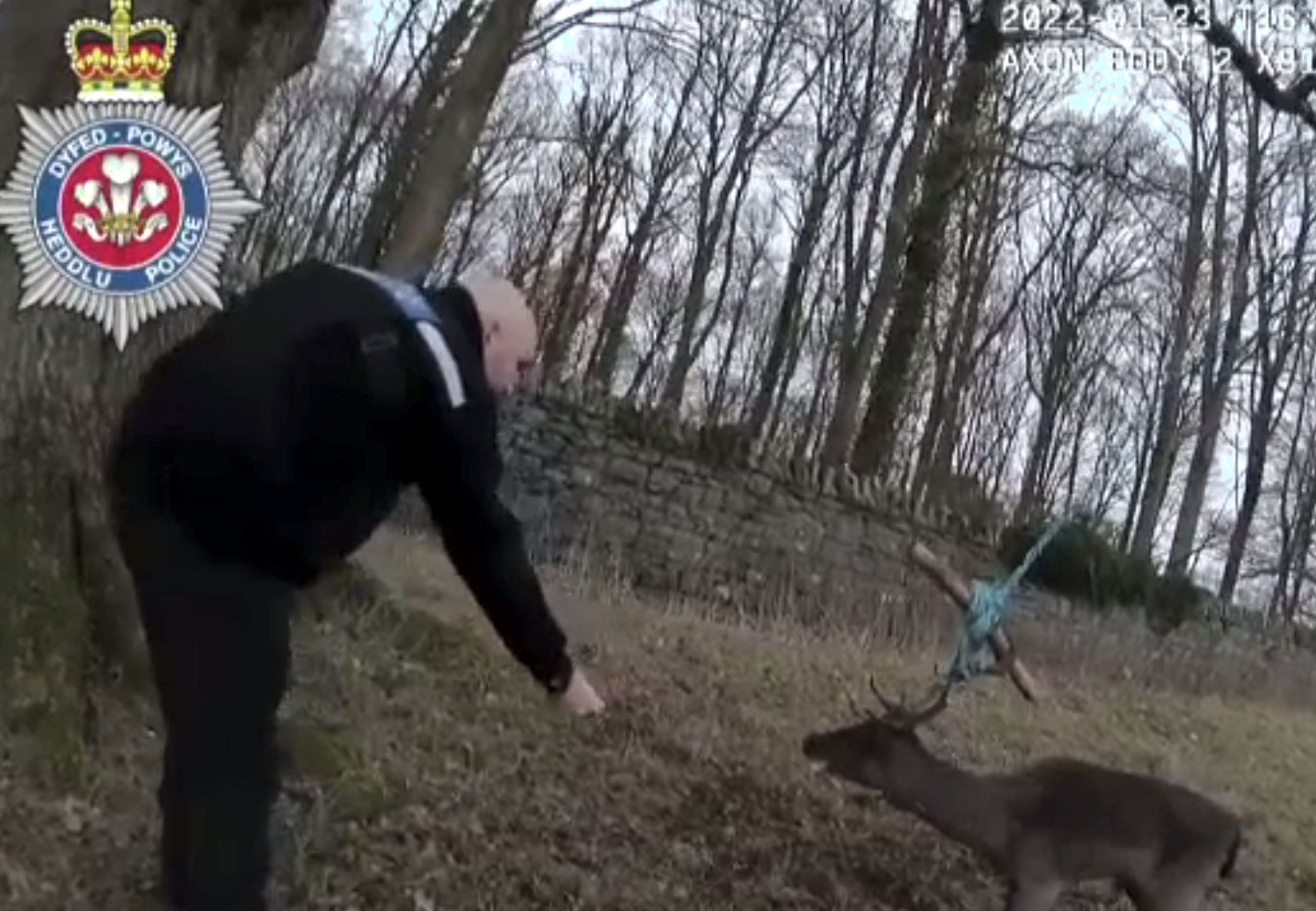 Un pui de cerb a rămas spânzurat de coarne, prins de un copac. Polițiștii l-au salvat