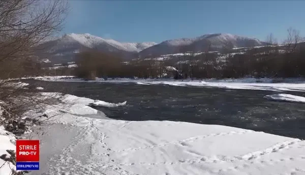 Schimbările climatice și intervenția omului în natură au făcut ca anumite specii de păsări să se împuțineze