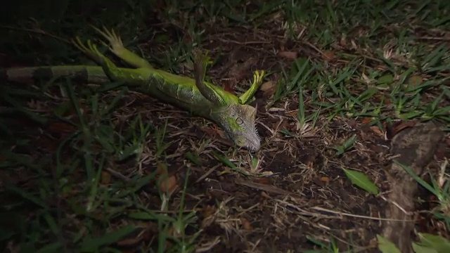 Fenomen neobișnuit în SUA, în urma furtunii de zăpadă. Iguanele au început să cadă din copaci