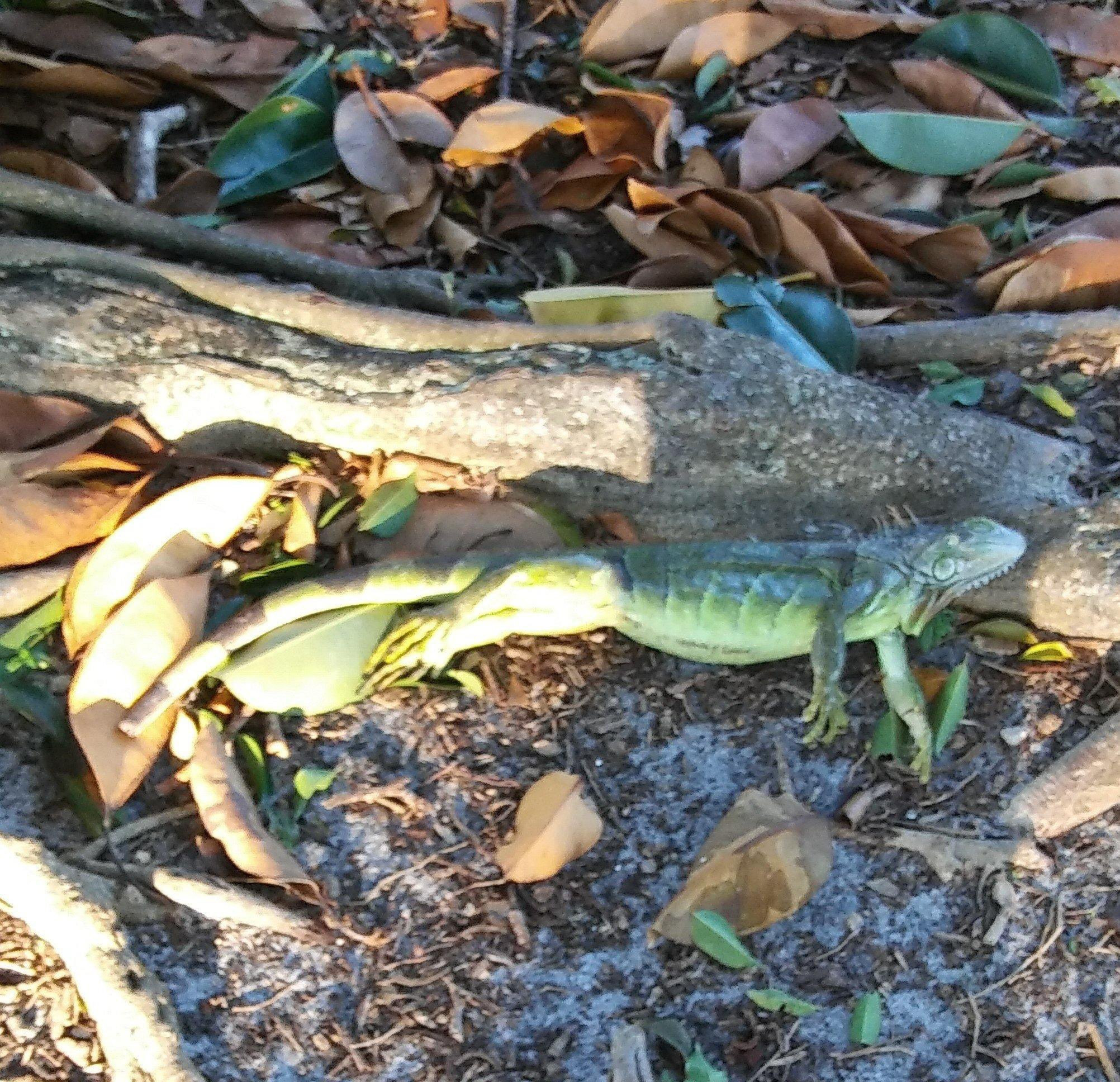 VIDEO Florida, lovită de temperaturi neobișnuit de reci. Iguanele nu mai rezistă și cad din copaci