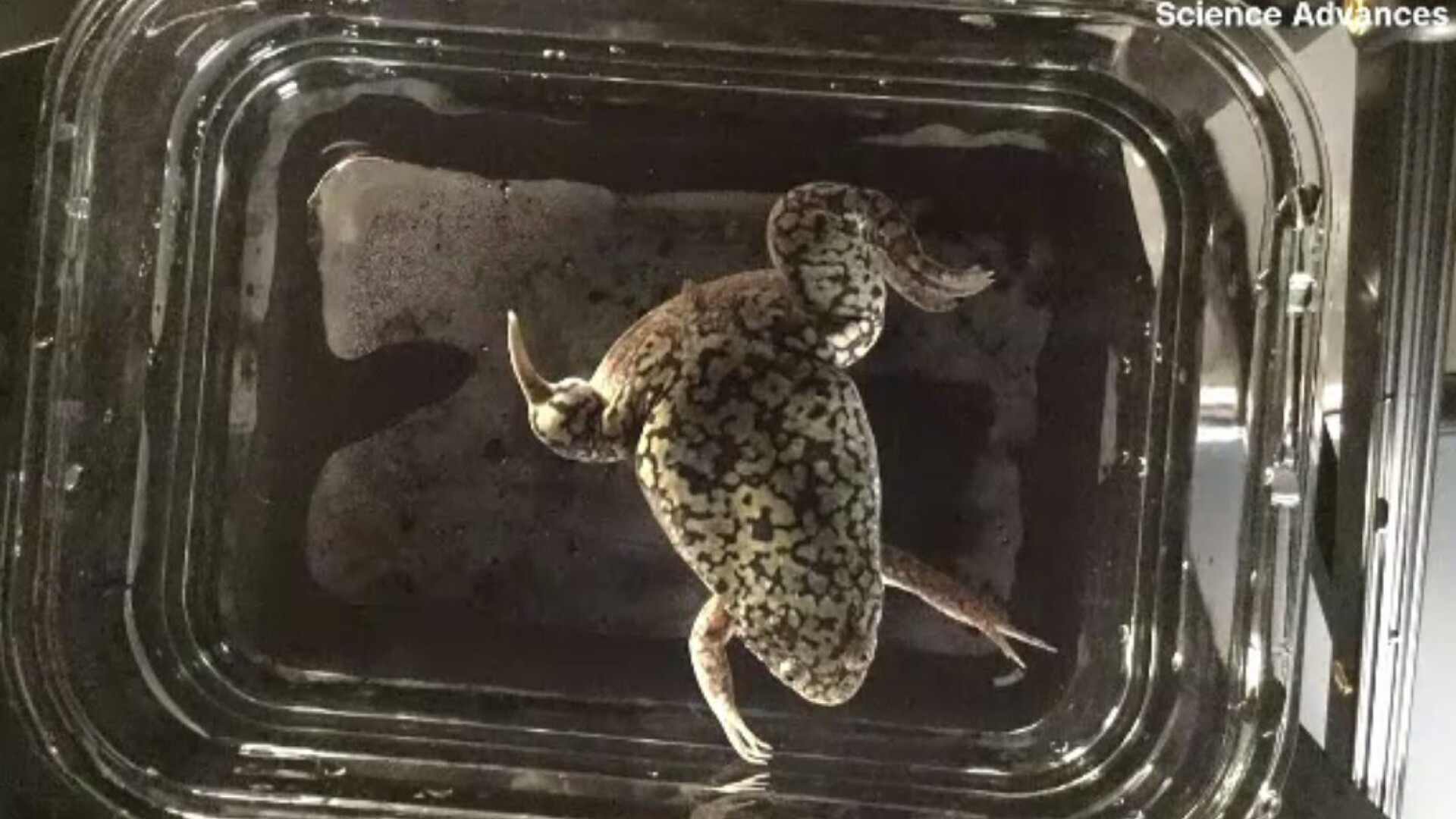 Concluzia uimitoare a unui studiu. Cercetătorii au regenerat picioarele unor broaște