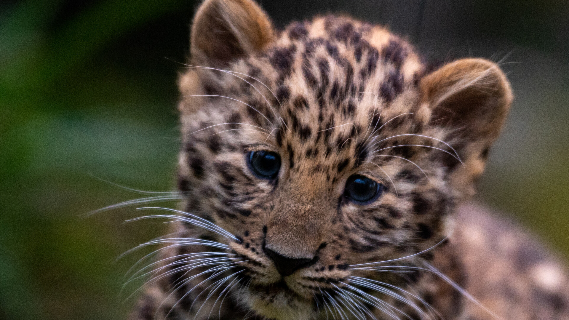 Descoperire de senzaţie a unor biologi ruşi. O specie rară de leopard, observată în apropierea unui oraș