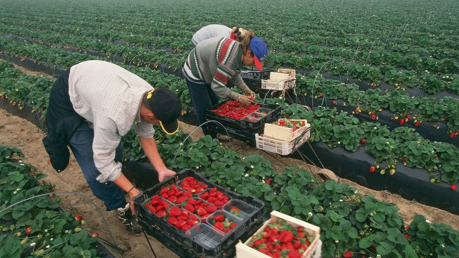 De ce fug românii din Spania. Sute de mii de români au plecat deja