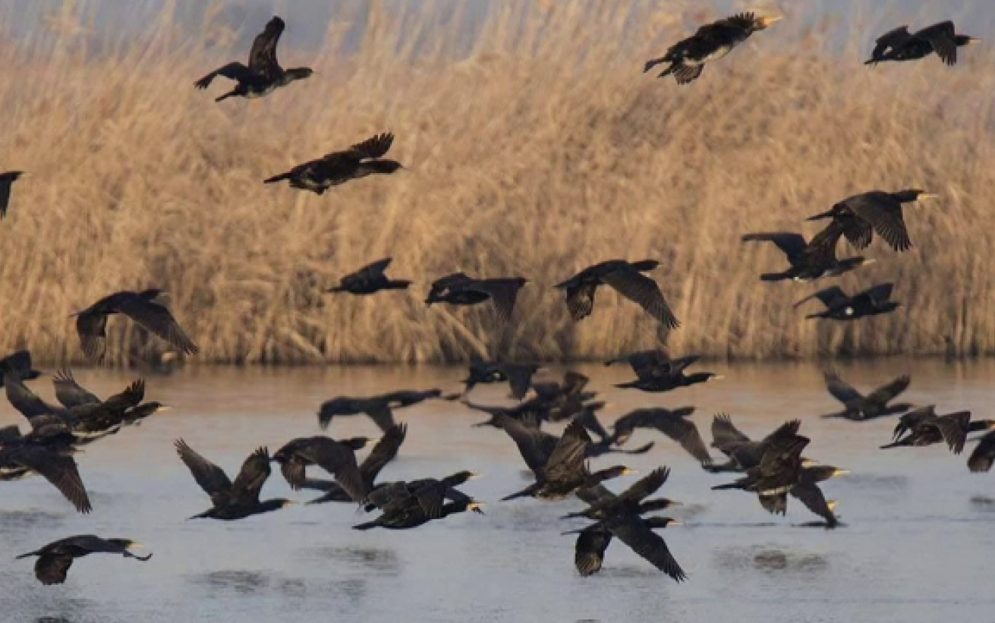 Prinși în plase de incompetență. Cum au fost sifonați banii europeni, sute de milioane de euro, prin ”metoda Cormoranul”