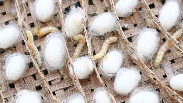 Industria creșterii viermilor de mătase va fi resuscitată. Ce institut va fi înființat de Ministerul Agriculturii