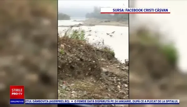 Tot mai puțini pești pe râul Olt, din cauza cormoranilor. „Fauna piscicolă de pe Valea Oltului s-a înjumătățit”