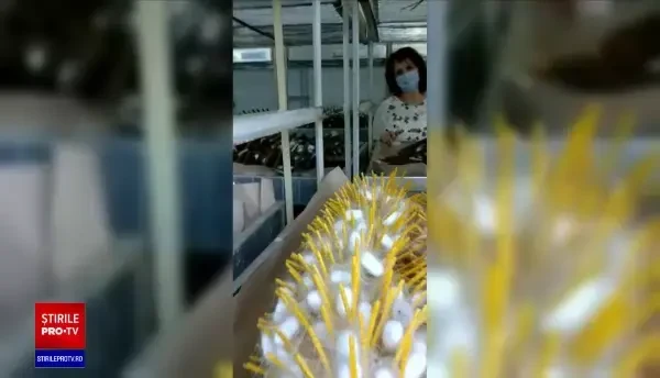 Industria creșterii viermilor de mătase va fi resuscitată. Ce institut va fi înființat de Ministerul Agriculturii