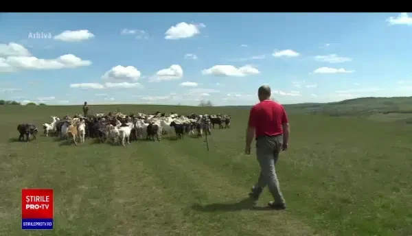 Noi reguli pentru producători. Sunt obligați să ceară rețete și să fie supravegheați de medicii veterinari