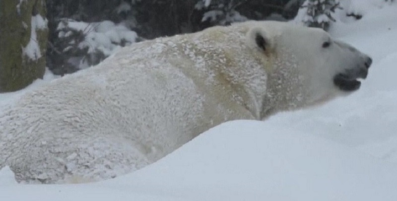 Furtuna de zăpadă care a lovit SUA, bucuria unui urs polar. Animalul a făcut spectacol în nămeți