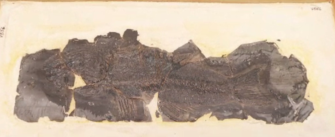 Descoperire unică în Europa. Cercetătorii români au găsit cea mai veche fosilă a unui biban de mare