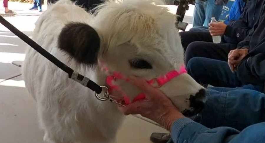 Bătrânii dintr-un un cămin din SUA fac terapie cu o văcuță. Dolly, bucuria bolnavilor de Alzheimer și Parkinson