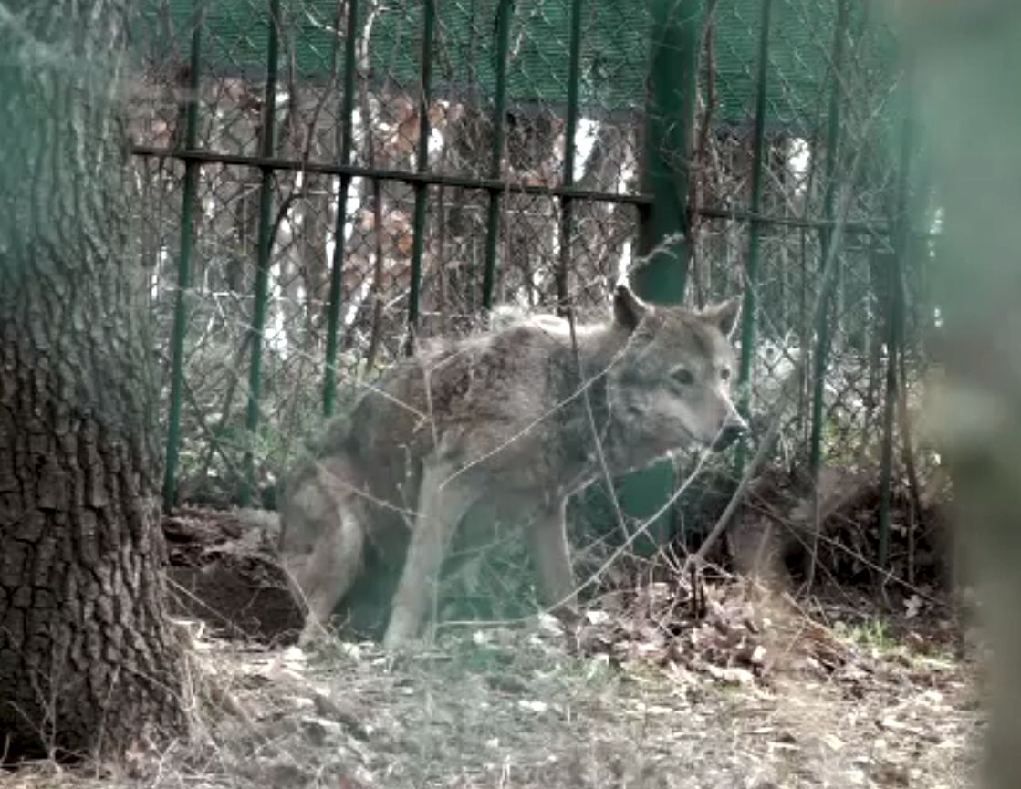 Controale și sancțiuni la Grădina Zoologică Galați, după apariția unor imagini revoltătoare cu animalele