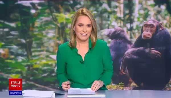 Cimpanzei surprinși când își tratau rănile cu insecte vii. Este o medicație străveche