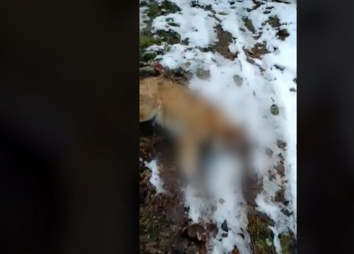 Câine împușcat chiar de către un inginer silvic: „Câine hoinar! Vrei să vezi autorizaţia? Ți-o arăt…”