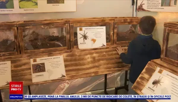 Premieră la Cluj Napoca. O expoziție inedită de tarantule, pornită chiar dintr-o fobie