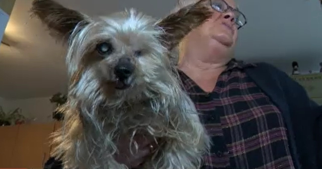 O familie din Belgia și-a regăsit cățelul după 13 ani. Cum a intrat din nou în posesia patrupedului