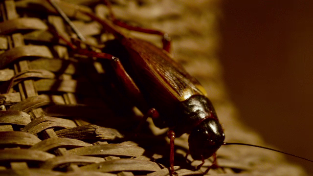 Greierele va ajunge în farfuriile noastre, după ce UE l-a declarat numai bun de mâncat. Ce gust are și cum se prepară