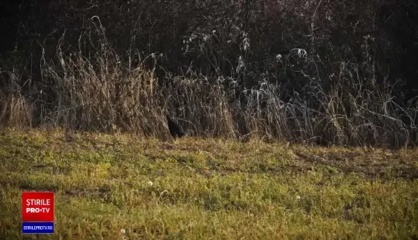 Timiş: Un bărbat a murit împuşcat la o partidă de vânătoare. A fost ucis de naşul său