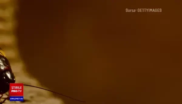 Greierele va ajunge în farfuriile noastre, după ce UE l-a declarat numai bun de mâncat. Ce gust are și cum se prepară