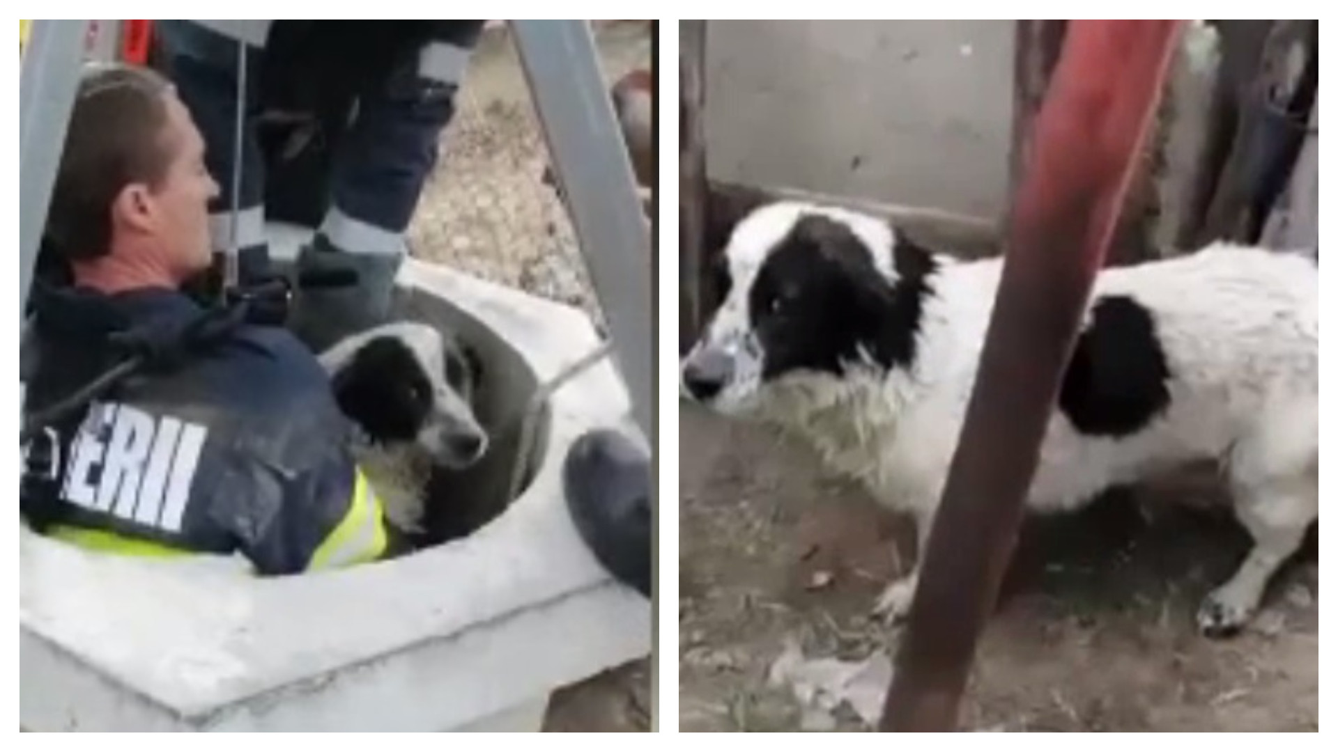 Misiune dificilă pentru pompierii din Prahova. Un câine a fost salvat dintr-o fântănă adâncă de 25 de metri