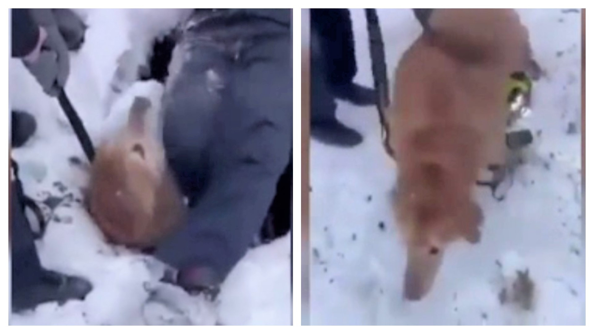 Pompierii din Illinois au salvat un câine care căzuse într-o groapă îngustă. Cum a fost găsit patrupedul