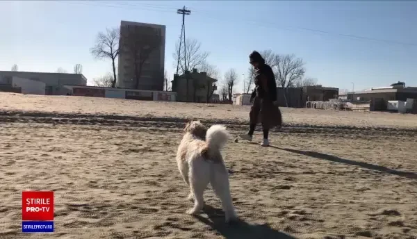 S-a votat legea care permite accesul câinilor pe plajă doar în anumite condiții