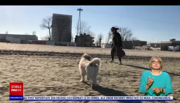 S-a votat legea care permite accesul câinilor pe plajă doar în anumite condiții