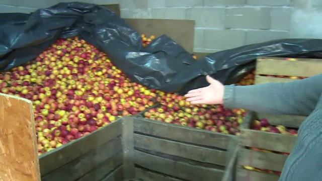 Celebrele mere de Voinești sunt acum pe cale de dispariție. Pomicultorii trag un semnal de alarmă