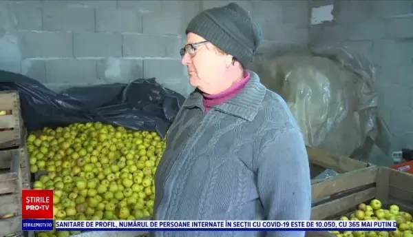 Celebrele mere de Voinești sunt acum pe cale de dispariție. Pomicultorii trag un semnal de alarmă