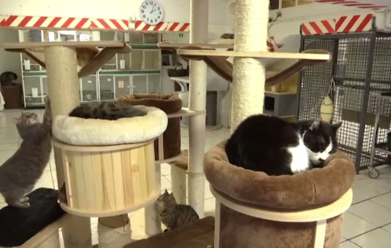 Ziua națională a pisicilor, sărbătorită în Italia. Cum a fost stabilită data