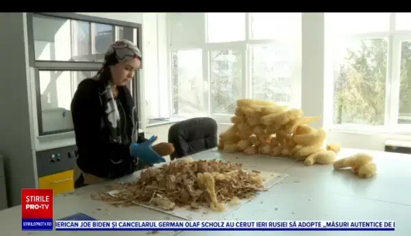 Premieră în România. Buretele vegetal produs în Buzău a fost scos la vânzare