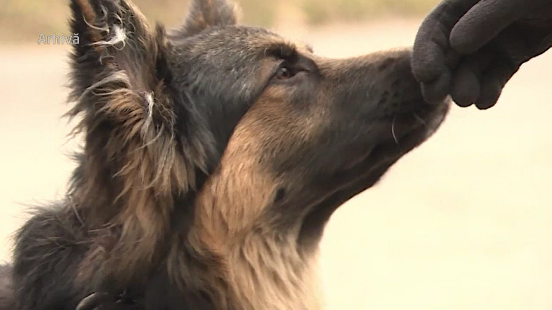 Procurorii l-au reținut pe proprietarul câinilor care l-au mușcat pe copilul de 10 ani din Sântul Gheorghe