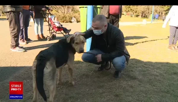 Târgurile de căței din București, un adevărat succes. Mulți români și-au luat acasă un prieten pe viață