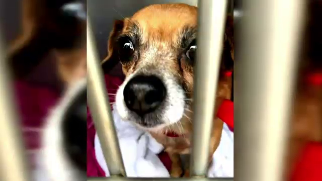 O mașină a fost furată dintr-o parcare din SUA cu tot cu cățelușa din ea și chiar de lângă proprietar